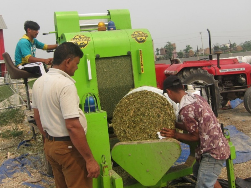 चितवनमा उत्पादन हुँदै छ ड्राई साइलेज अर्थात् गाईभैँसीको ‘गुन्द्रुक’